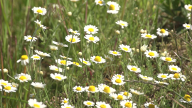 Łąka, kwiaty polne - maj 2020 [przebitki] News powiązane z trawa