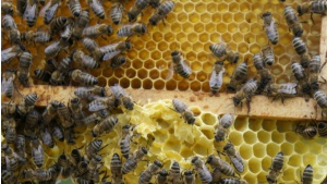 Światowy Dzień Pszczół – dlaczego warto chronić zapylacze? Biuro prasowe